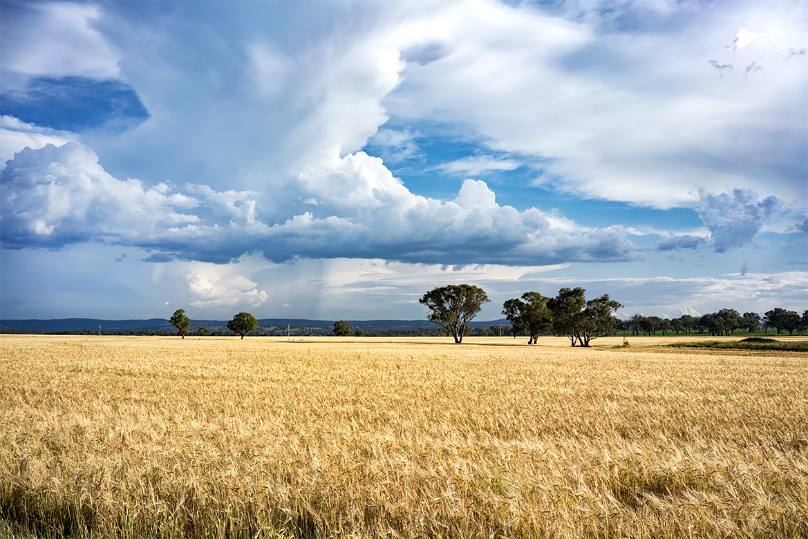 Wheat Crop - Inverell Shire